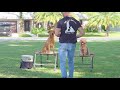 Mini Goldendoodle Training