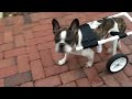 DIY French Bulldog PVC Dog Wheelchair