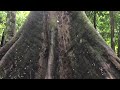 Worlds Tallest Tropicial Tree Borneo Tawau 2018