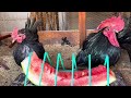 Hoje dei melancia pras aves 🍉🐓🐓🐓🍉.