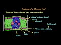 Anatomy of Leaf | Anatomy of Flowering Plants | Biology | Khan Academy
