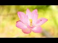 3 Hours of Beautiful Relaxing Music -  Peaceful Soothing Music, Study Music, Work, and Concentration