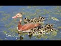 Spring Migratory Birds and Resident Birds in Galveston, TX 🐦🦜🦤🪿🐦‍⬛🪶🐿🦆🐥🌳🌼