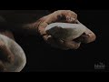 La tecnología de las herramientas de piedra de nuestros ancestros humanos | HHMI Biointeractive