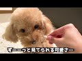 劇的ビフォーアフター！トリミング後の犬が可愛い超えて天使でした…【トイプードル】