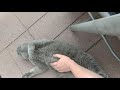 cat gets belly rubs