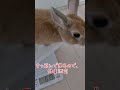 #うさぎ#rabbit