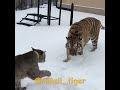 Cougar and Tiger amazing confrontation // Cougar VS Tiger