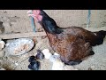 Hen Hatching Eggs in Hot Season / What To Do If Hen Hatching Eggs in Summer