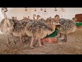 Ostrich Farm - Inside a 1000 hectares Ostrich Farm Harvest Eggs and Breeding to market