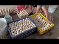 MUSCOVY DUCKS - How To Raise Muscovy Ducks For Great Eggs