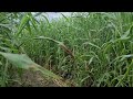 Going in corn maze
