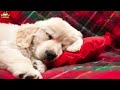 Sleep Music For Puppies Soft Lullabies ♫ Calm Relax Your Dog ♥ Lullaby For Dogs Dog Music