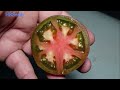⟹ Dwarf Saucy Mary Tomato | Solanum lycopersicum | Tomato Review 2