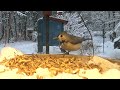 black throat titmouse