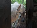 the dinosaur at the maryland zoo are amazing 👏🏾🤩