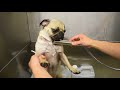 How to bath your dog with Rupert the Pug - Professional dog grooming salon tutorial