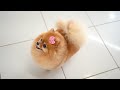 POMERANIAN - FIRST GROOMING HAIRCUT WITH SCISSOR