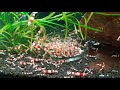 Breeding Crystal Red Shrimp (Hundreds in Months)
