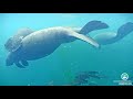 Best of Manatee’s! 90 minutes of the mystical sea cow!  An ambient meditation to nourish the soul.