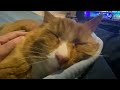 Boop the purring Joey Snot! #boopthesnoot #cat #orangecat