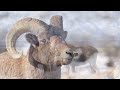 World of Animals 4K - Scenic Wildlife Film With Calming Music