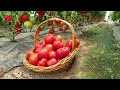 Why do tomatoes rot and how to prevent it?