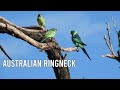 Bird Watching around Lake Coolmunda, QLD Australia - Part I
