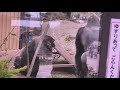 A big fight between a gorilla couple. a Silverback attacks a female gorilla!!［Kyoto City Zoo］