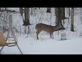 Deer in my back yard