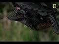 Meet the World's Biggest Bat | National Geographic
