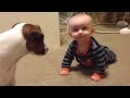 Jack Russell Dog teaches baby to crawl!!