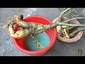 Adenium/Desert rose growing guide and care tips