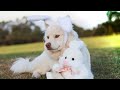 Unique Names for  Female White Dogs🐾 | Cute Dogs Names for Female White Dogs🐾