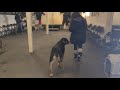 Training a REACTIVE ROTTWEILER session 1