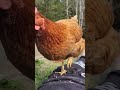 Friendly hen only wants to eat with her human!