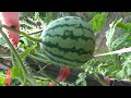 아기 수박이 열린모습.. Growing Watermellon...수박재배하기..种植西瓜..Jeonju ..全州市... North Jeollado....全羅北道.......KOREA