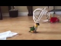 Little Bird Plays With Napkin (Original Audio)