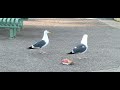 Seagull shares his snack with other Seagull (IRL)
