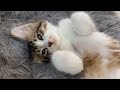 Kittens give you a beautiful life at home