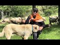 300 SHEEP LOST IN THE STORM | ENJOYED TO KANGAL DOGS