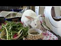 Berg The Bunny - October 2017 Vlog (Part 1)