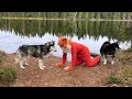 Husky's Reaction to an Unexpected Meeting  With a Fox! Funny Dogs