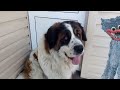 Funny St. Bernard dog is friends with the monster Haggy Waggy | Amazing video