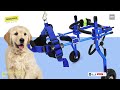 TOP 5: Best Dog Wheelchair 2023 | Our Top Picks!