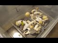 Grow Mushrooms at Home with the Shoebox Tek (Voiceover)