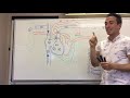 Lecture 1 - Introduction to the Cardiovascular System