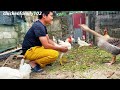 chicken breeding - The process of raising 100 day old chickens - funny Farm.