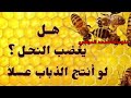 هل يُصبح النحل غاضبًا إذا صنع الذباب العسل؟
