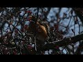 American Robin Preening in Treetops Video